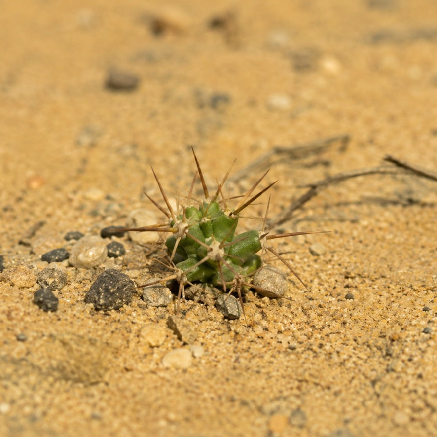 PARALELO 8N - MEDANOS