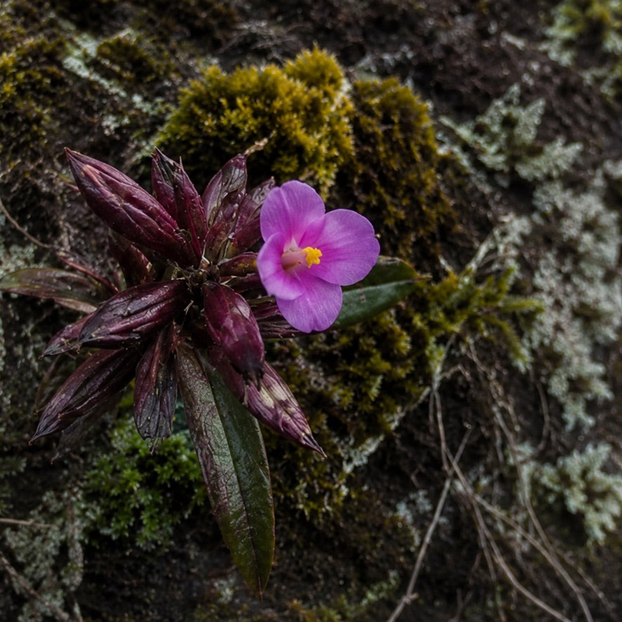 PARALELO 8N - RORAIMA