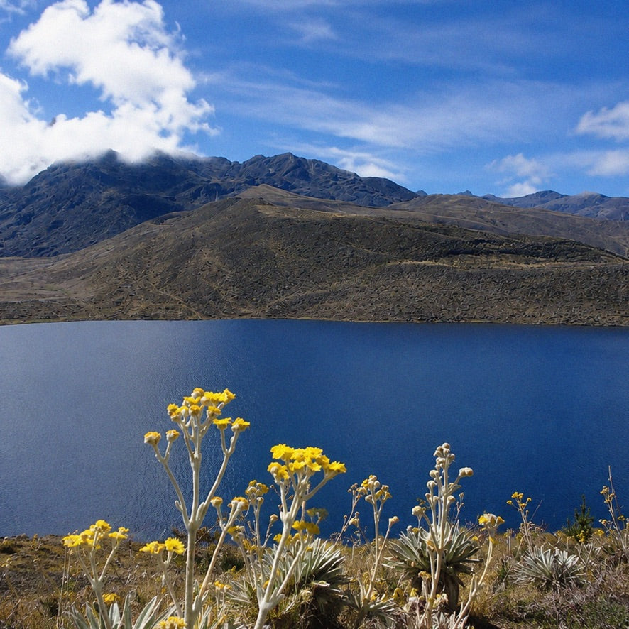 PARALELO 8N - MUCUBAJÍ