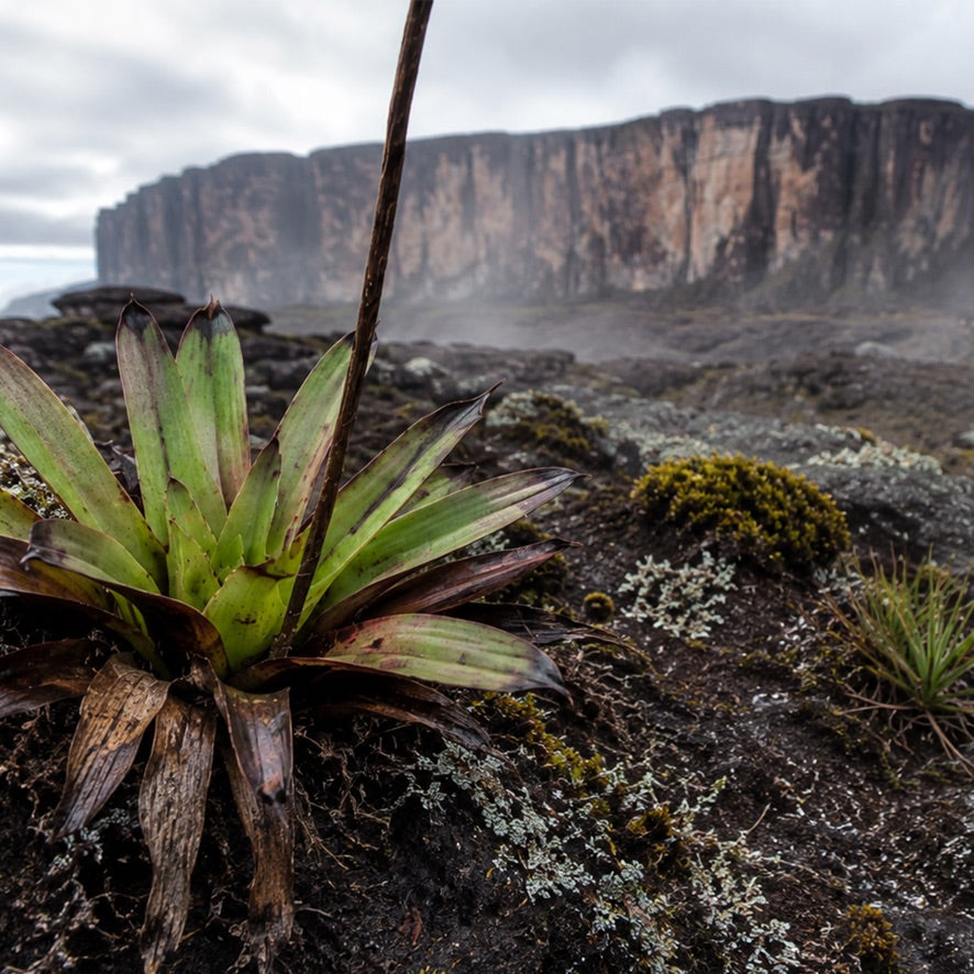 PARALELO 8N - RORAIMA